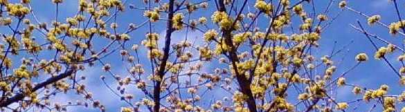 三椏（みつまた）の花